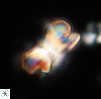 Bicolumnus scrippsae VR 33533