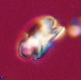 Bicolumnus scrippsae VR 33534