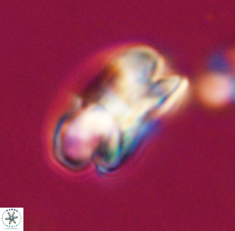 Bicolumnus scrippsae VR 33534