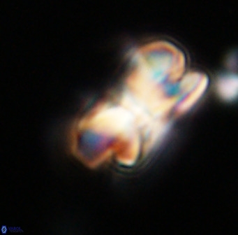 Bicolumnus scrippsae VR 33535