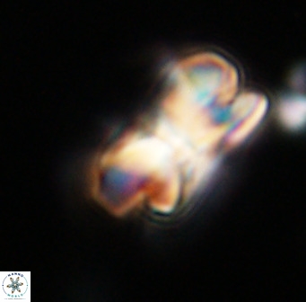 Bicolumnus scrippsae VR 33535