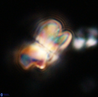 Bicolumnus scrippsae VR 33536