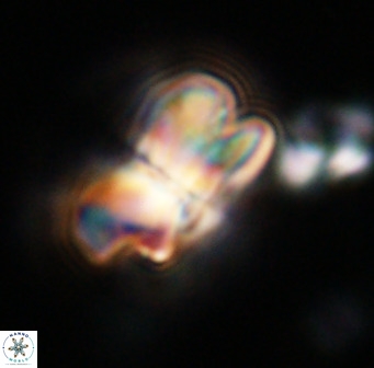 Bicolumnus scrippsae VR 33536