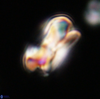 Bicolumnus scrippsae VR 33537