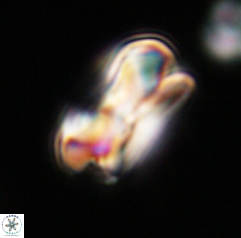 Bicolumnus scrippsae VR 33537