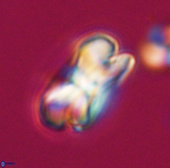 Bicolumnus scrippsae VR 33538