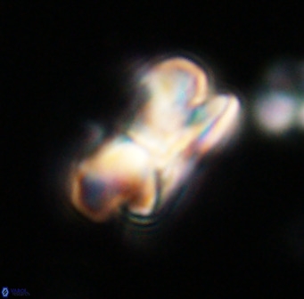 Bicolumnus scrippsae VR 33539