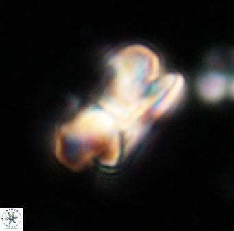 Bicolumnus scrippsae VR 33539