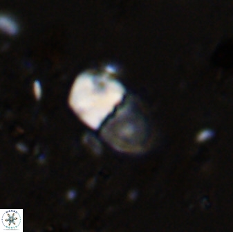 Bifidalithus geminicatillus 33553