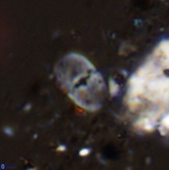 Bifidalithus geminicatillus 33805