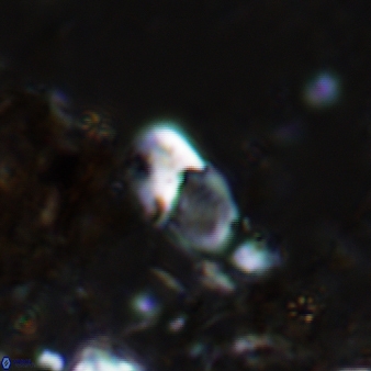 Bifidalithus geminicatillus 544