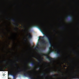 Bifidalithus geminicatillus 544