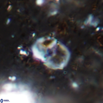 Bifidalithus geminicatillus 540