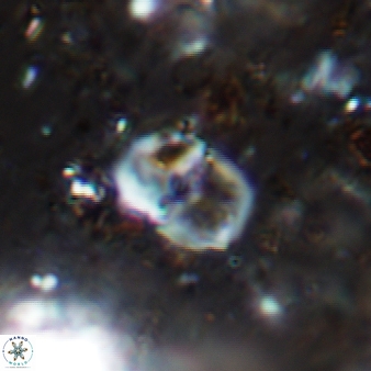 Bifidalithus geminicatillus 540