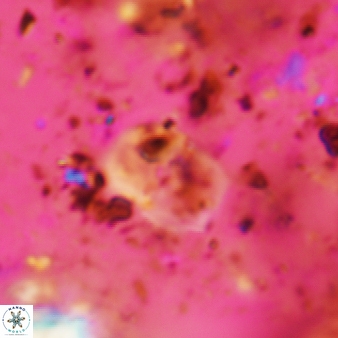 Bifidalithus geminicatillus 541
