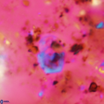 Bifidalithus geminicatillus 542