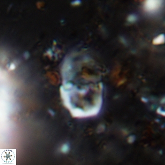 Bifidalithus geminicatillus 543