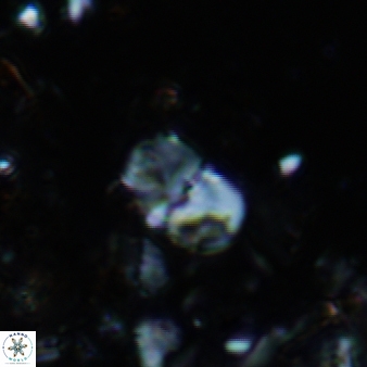 Bifidalithus geminicatillus 586