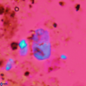 Bifidalithus geminicatillus 588