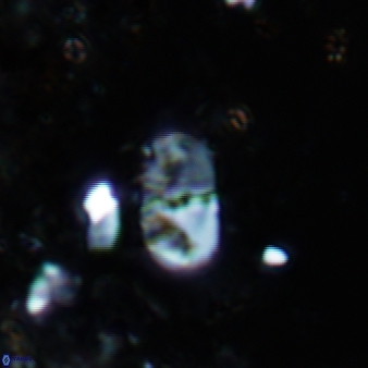 Bifidalithus geminicatillus 589