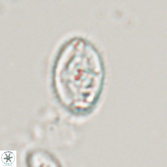 Bilenia fatmae 17499