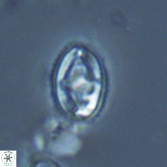 Bilenia fatmae 17500