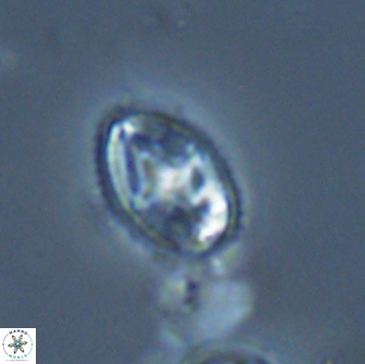 Bilenia fatmae 17501