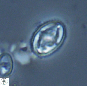 Bilenia fatmae 17502