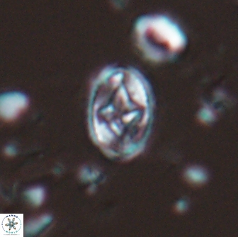 Bilenia fatmae 17516