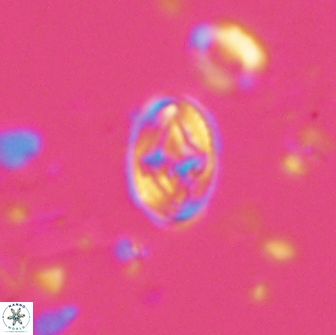 Bilenia fatmae 17517