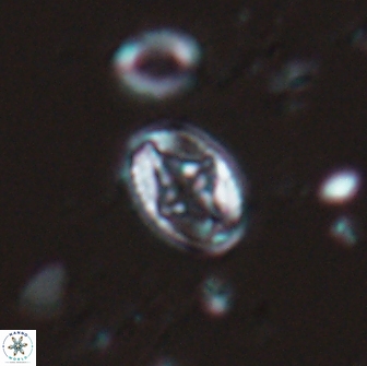 Bilenia fatmae 17518