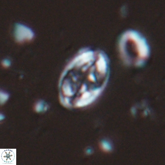 Bilenia fatmae 17520