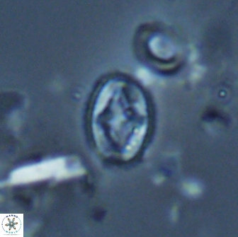 Bilenia fatmae 17523