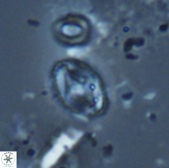 Bilenia fatmae 17524