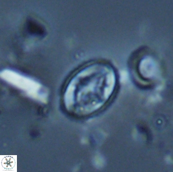 Bilenia fatmae 17525