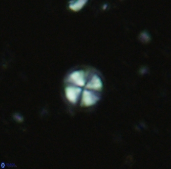 Biscutum tredenale 4741