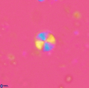 Biscutum tredenale 4742