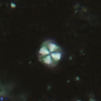 Biscutum tredenale 4723