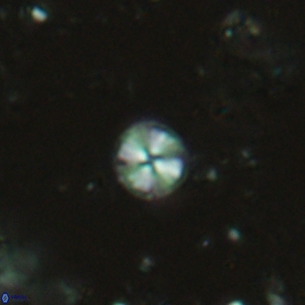 Biscutum tredenale 4725