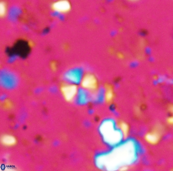 Biscutum tredenale 7677