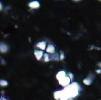 Biscutum tredenale 7678