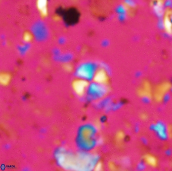 Biscutum tredenale 7679