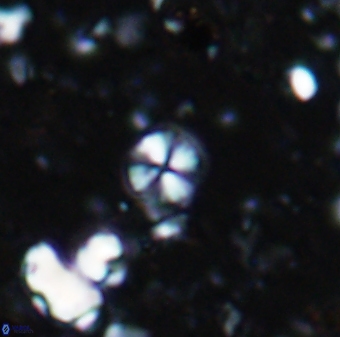 Biscutum tredenale 7681