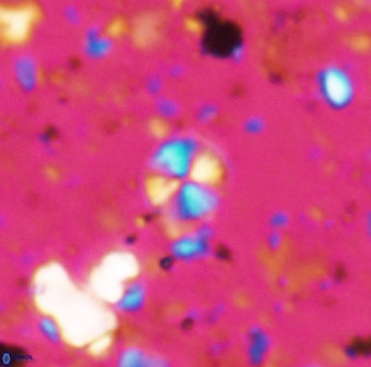 Biscutum tredenale 7682