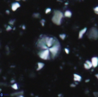 Biscutum tredenale 948