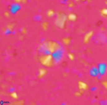 Biscutum tredenale 949