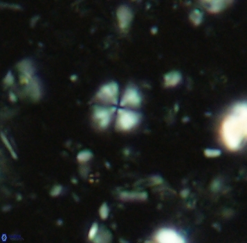 Biscutum bellis 4786