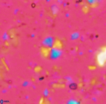 Biscutum bellis 4787