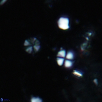 Biscutum cf tredenale 854