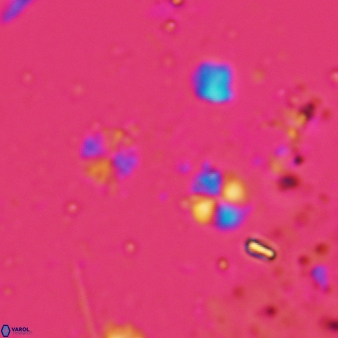 Biscutum cf tredenale 855